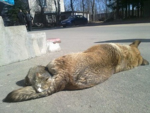 Подборка фотоприколов