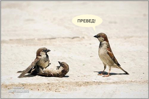 ПрэвэД! Че делаете??
