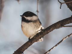 Что можно и нельзя делать в Евтропиев день, кто отмечает День ангела 16 марта