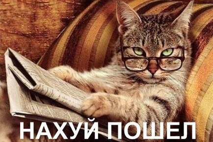 Картинки про котов