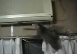 Кошка возвращается со свидания