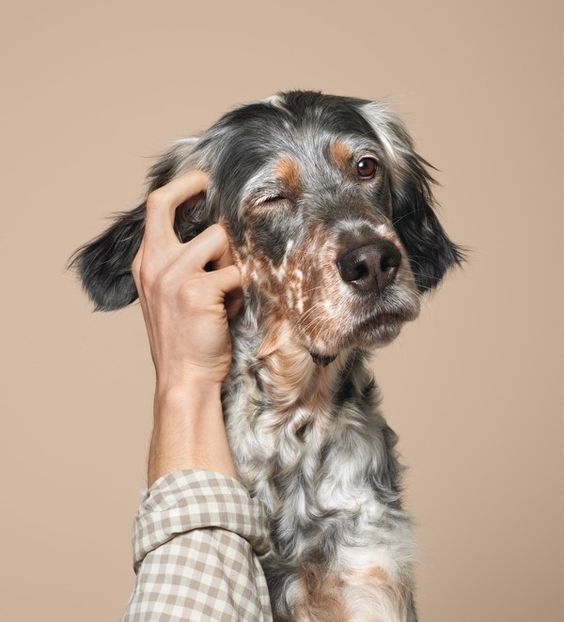 Руки и собаки: 12 фотографий с питомцами, которые ты захочешь повторить