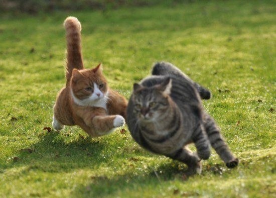 Захватывающая битва котов