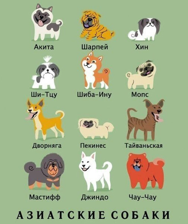 Откуда собачки родом