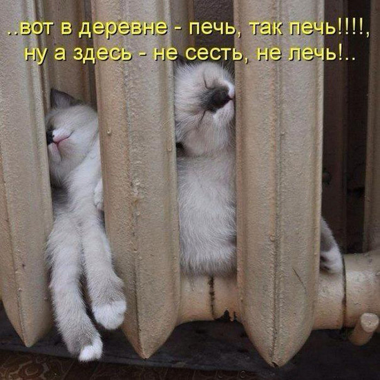 ТОП лучших котоматриц