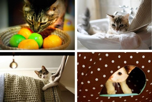 Кошки - лучшее украшение Вашего дома