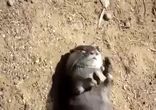 Выдра под кайфом !