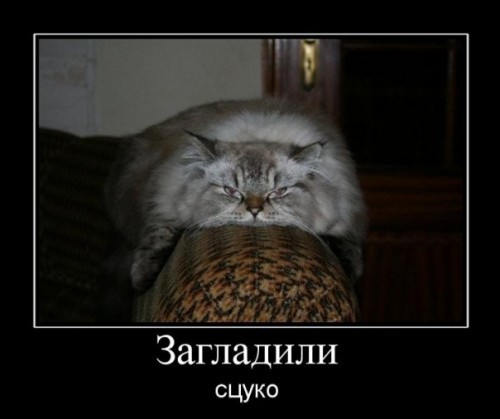 Погладь кота