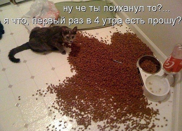 ТОП лучших котоматриц