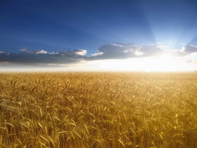 Пшеница поспевает