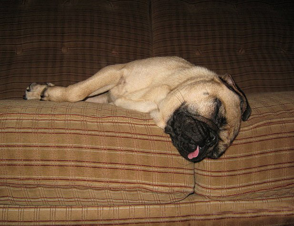 Тяжелое собачье утро