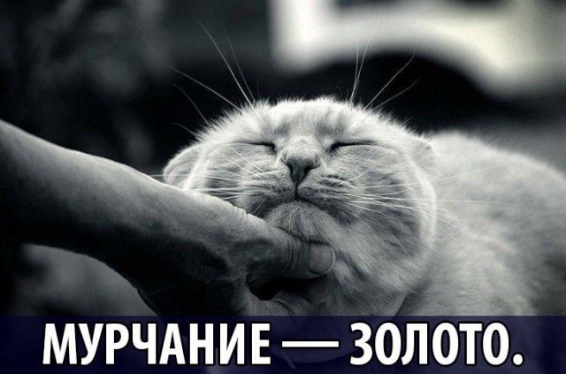 Мурчание - золото
