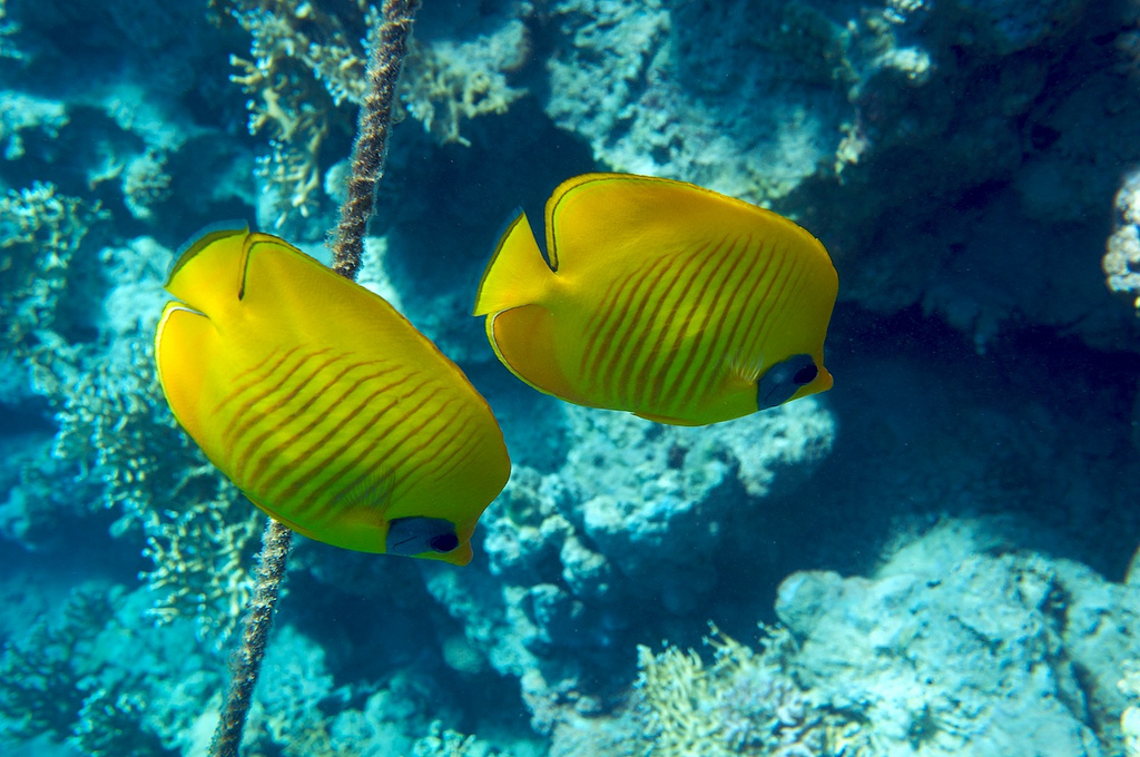 Рыбы Красное море Египет