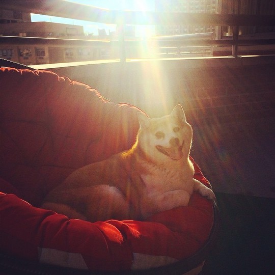Новый хит Instagram: Собака, которая смеется