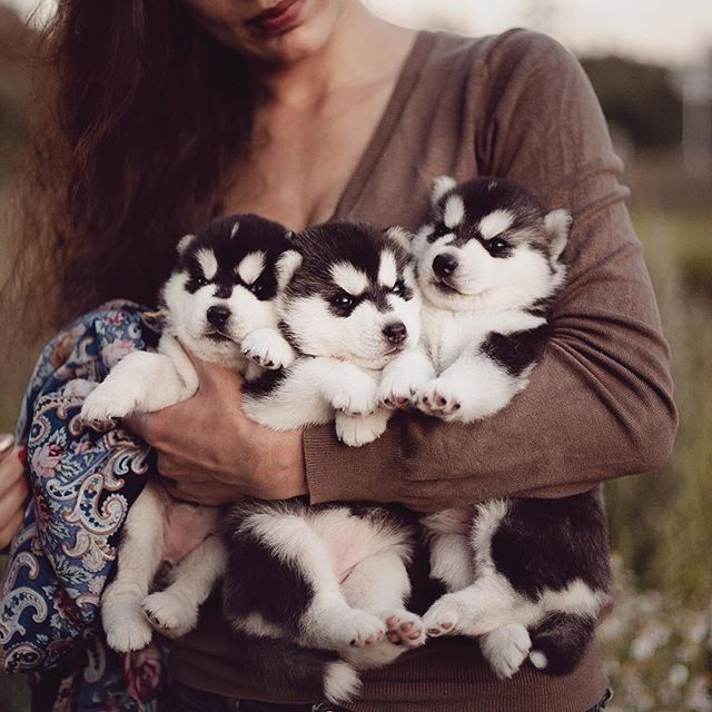 Цуценята Хаскі