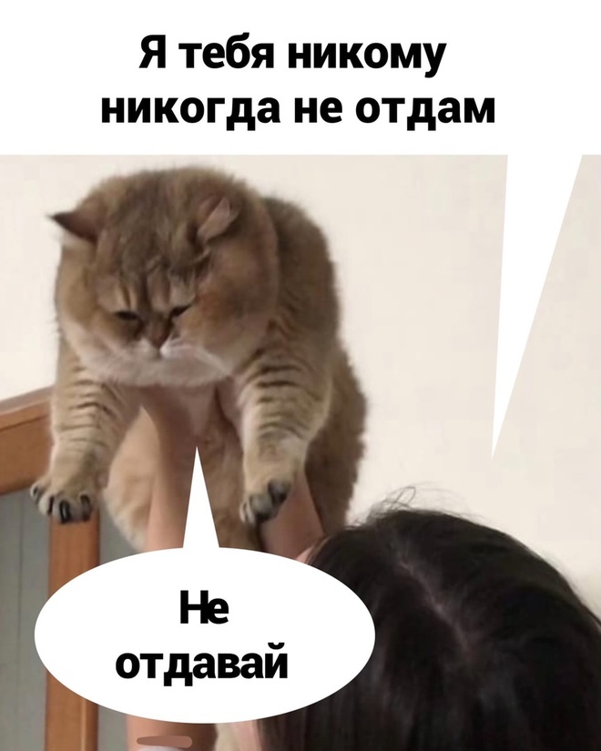 Самый хороший котик