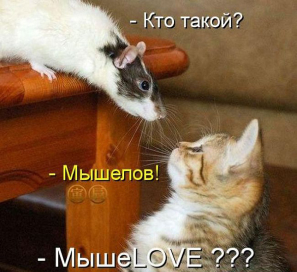 ТОП лучших котоматриц