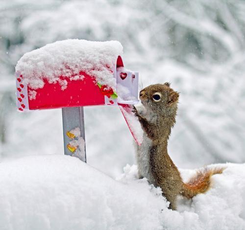 Выходки животных