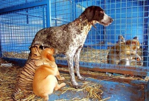 Смешные животные