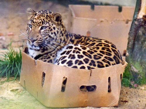 Безумная любовь кошек к коробкам