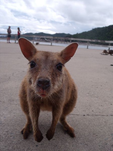 Няшные зверушки