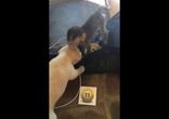 Нежная дружба маленькой обезьянки и щенка