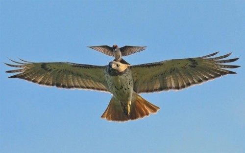 В мире животных