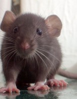 Гороскоп допомагає збагнути чоловіків