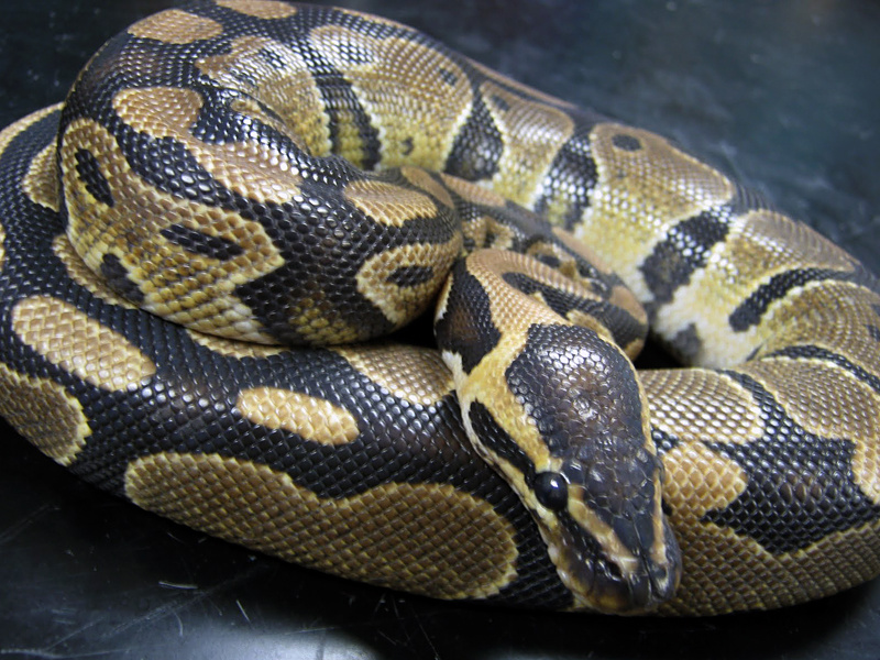 Домашние животные