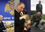 Путін і собачки Путін і собачки