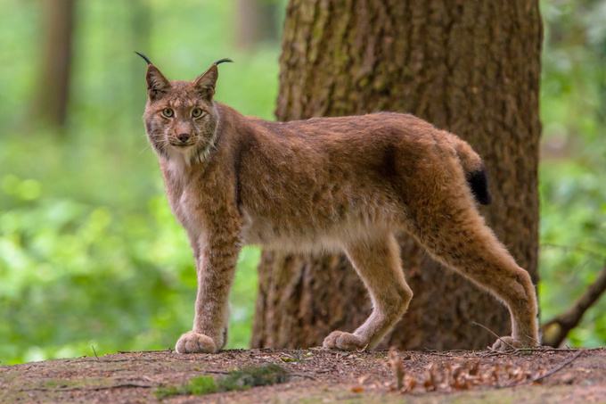 Рысь Lynx