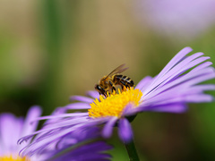 Яке свято відзначають 28 квітня
