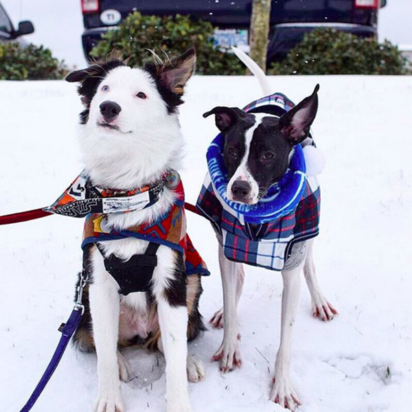 Модные собачки