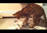 Чистоплотные котики )