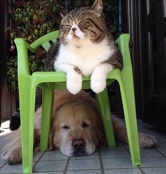 Лучшие друзья: Пес Оливер и кот Араши