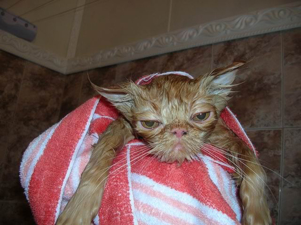 Няшные коты в полотенце