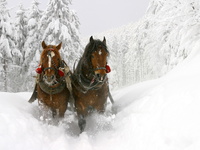 Красивые картинки с лошадьми
