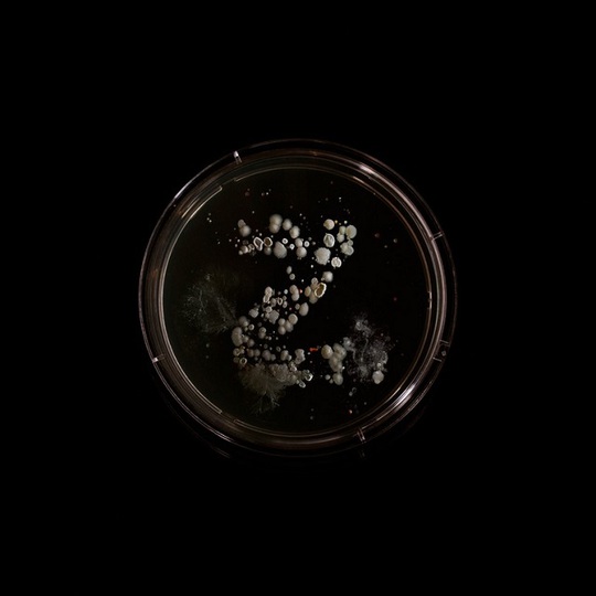 Картини з бактерій