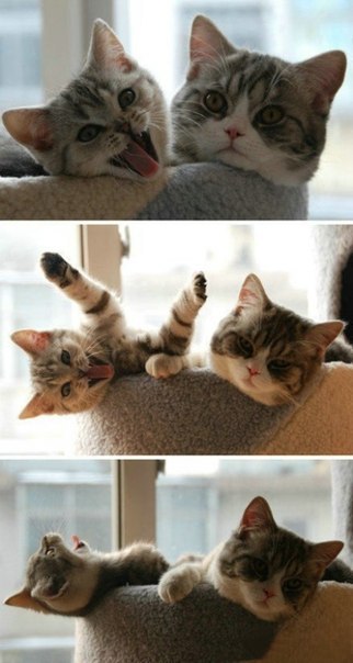 Няшные котятки