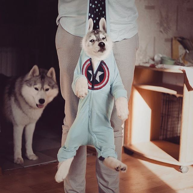 Хаскі в костюмах