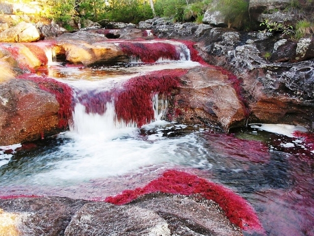 Самая красивая река в мире - Caño Cristales – Кристальная река