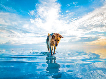 Нова Зеландія