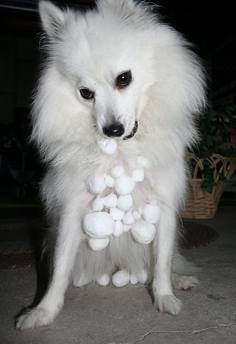Собаки - жертвы снега