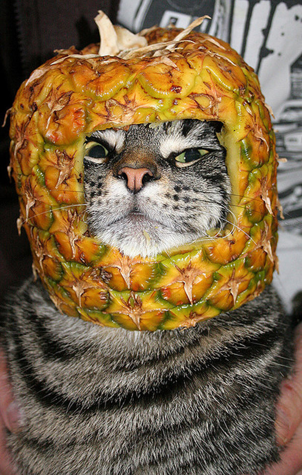 Коты с фруктами на голове