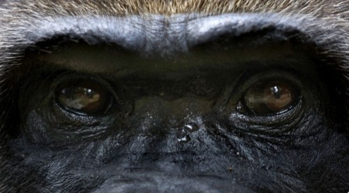 Чудо скотинушки:)