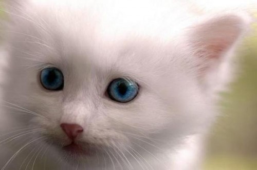 Позитивный котёнок