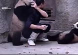Панда отказывается принимать лекарство