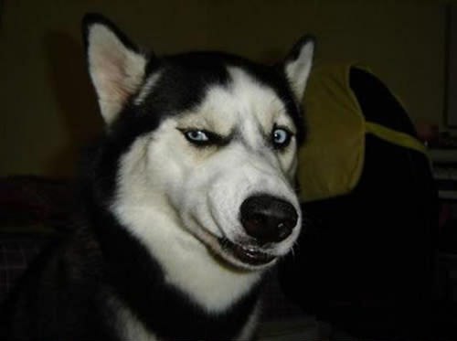 Смешная собака-кривляка