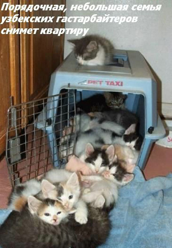 ТОП лучших котоматриц