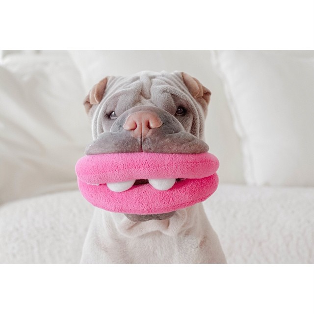 Шарпей Паддингтон